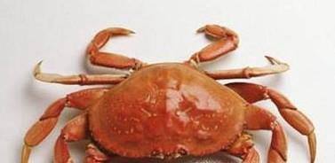 桔子不能和有些食物一起吃