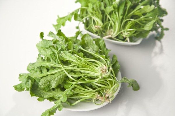 荠菜长大的这些常见的荠菜,有些什么用处呢?