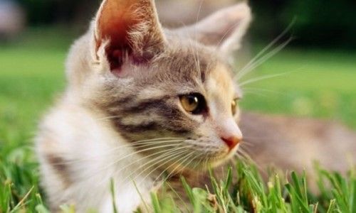 10个猫咪认定主人的表现