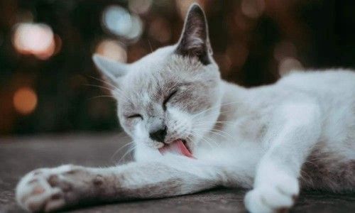 10个猫咪认定主人的表现