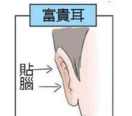 耳朵大有福是假的 有福气的耳朵盘点
