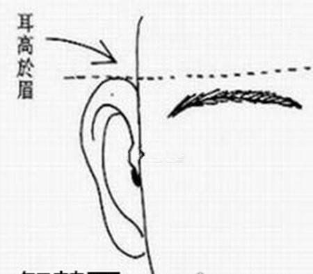 耳朵大有福是假的 有福气的耳朵盘点