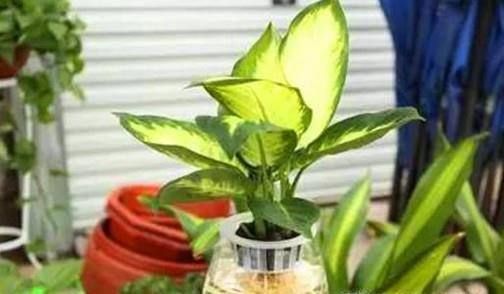 给水培银皇后选择容器的时候,最好选择那些透明的玻璃瓶来水培银