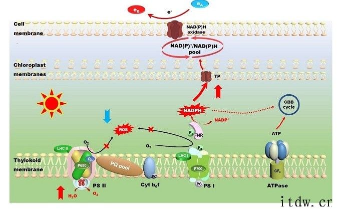 我国科学家通过非生物方式解除自然光合作用的光抑制:为解决光饱