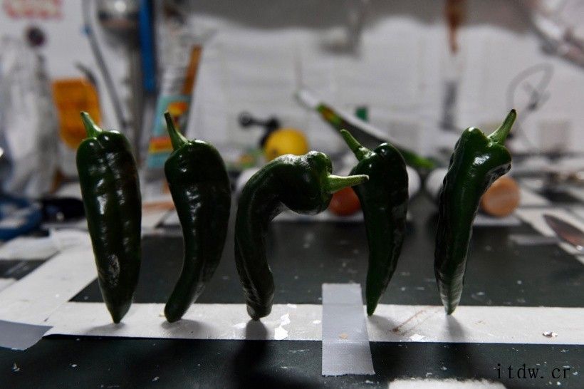 自产自销:国际空间站宇航员首次将在站内种植的辣椒作为日常食品