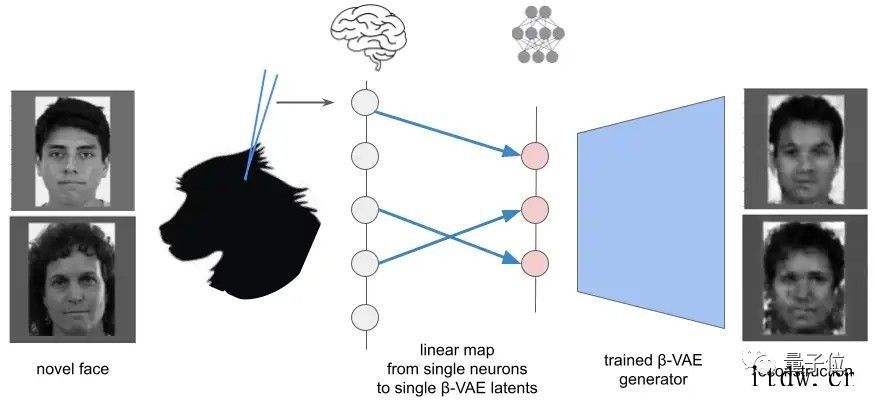 中科院与 DeepMind 联手,用深度学习揭示大脑如何识别