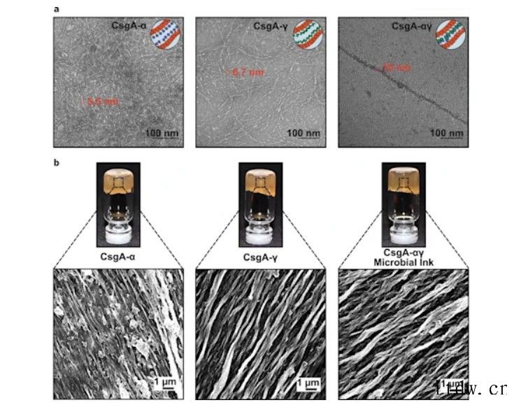 科学家制造出 3D 打印“活体墨水”,有望用于自我再生材料