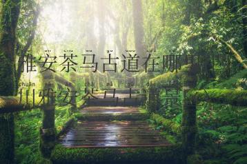 雅安茶马古道在哪里(四川雅安茶马古道景区)