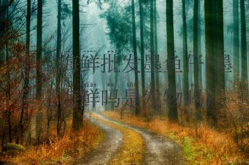 舟山海鲜批发墨鱼仔(墨鱼是海鲜吗是发物吗)