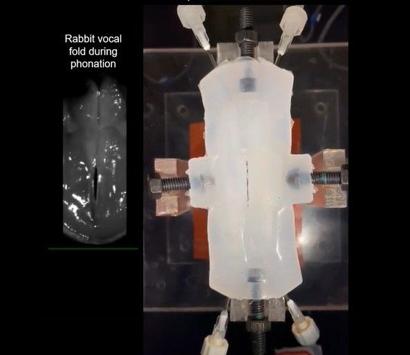 科学家开发出新型水凝胶生物材料:可修复心脏、肌肉和声带