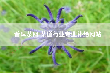 普洱茶网-茶道行业专业补给网站