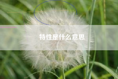 特性是什么意思