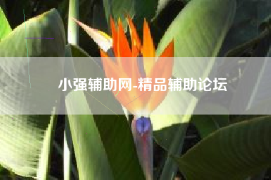小强辅助网-精品辅助论坛