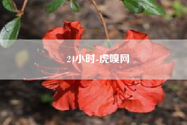 24小时-虎嗅网