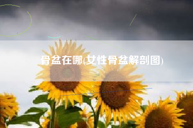 骨盆在哪(女性骨盆解剖图)