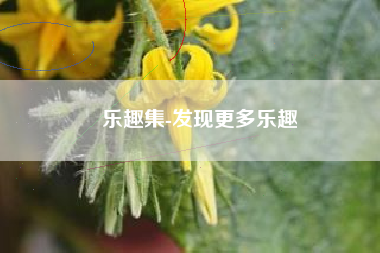 乐趣集-发现更多乐趣
