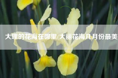 大理的花海在哪里(大丽花海几月份最美)