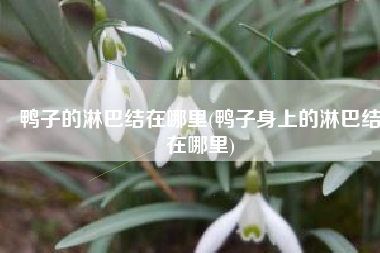 鸭子的淋巴结在哪里(鸭子身上的淋巴结在哪里)
