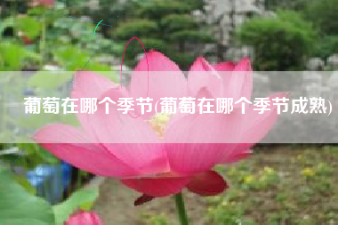葡萄在哪个季节(葡萄在哪个季节成熟)