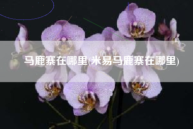 马鹿寨在哪里(米易马鹿寨在哪里)