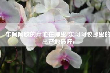 东阿阿胶的产地在哪里(东阿阿胶哪里的出产地最好)