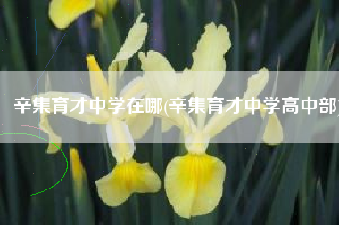辛集育才中学在哪(辛集育才中学高中部)