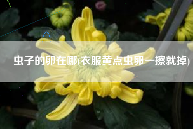 虫子的卵在哪(衣服黄点虫卵一擦就掉)