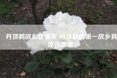丹顶鹤故乡在哪里(丹顶鹤的第一故乡具体在哪里)