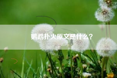 鹦鹉扑火原文是什么？
