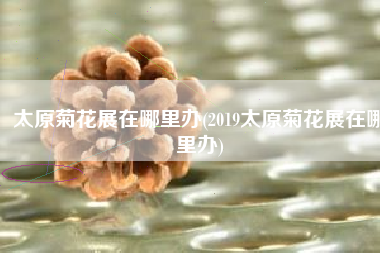 太原菊花展在哪里办(2019太原菊花展在哪里办)