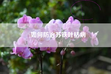 如何防治苏铁叶枯病