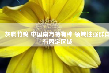 灰胸竹鸡 中国南方特有种 领域性强群体有固定区域