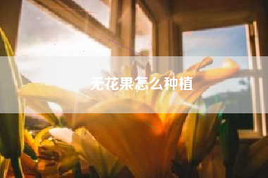 无花果怎么种植