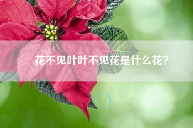 花不见叶叶不见花是什么花？