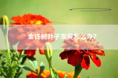 金钱树叶子发黄怎么办？