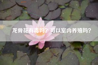 龙骨花有毒吗？可以室内养殖吗？