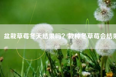 盆栽草莓冬天结果吗？栽种冬草莓会结果