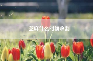 芝麻什么时候收割