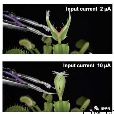 人造神经元成功操纵植物,让捕蝇草强行闭合,脑机接口新思路打开