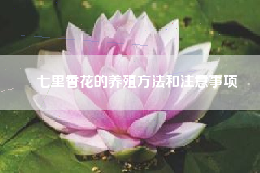 七里香花的养殖方法和注意事项