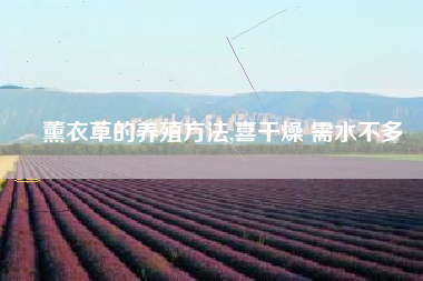 薰衣草的养殖方法,喜干燥 需水不多