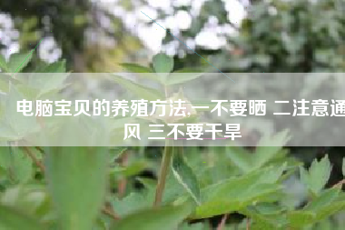 电脑宝贝的养殖方法,一不要晒 二注意通风 三不要干旱