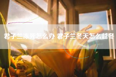 君子兰冻死怎么办 君子兰冬天怎么越冬
