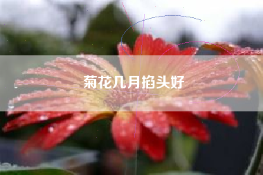 菊花几月掐头好