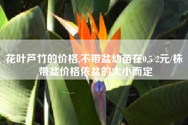 花叶芦竹的价格,不带盆幼苗在0.5 2元/株 带盆价格依盆的大小而定