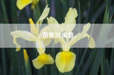 芭蕉叶寓意