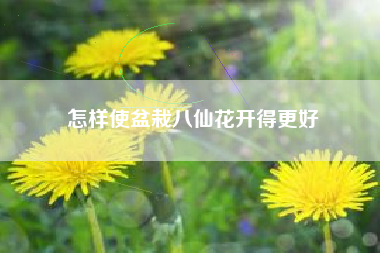 怎样使盆栽八仙花开得更好