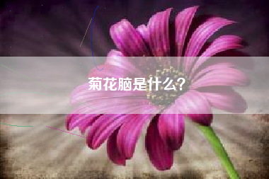 菊花脑是什么？