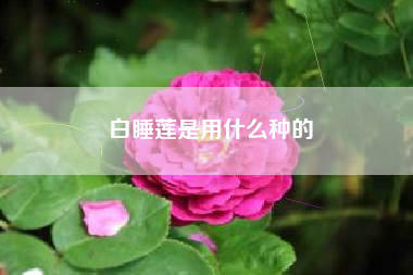 白睡莲是用什么种的