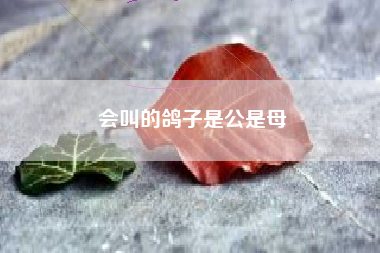 会叫的鸽子是公是母